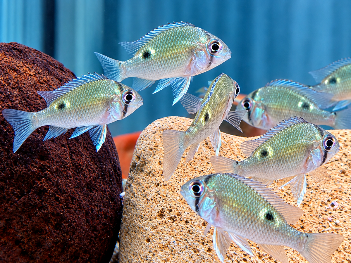 Schwanzstreifenbuntbarsch Biotodoma cupido 4-6 cm