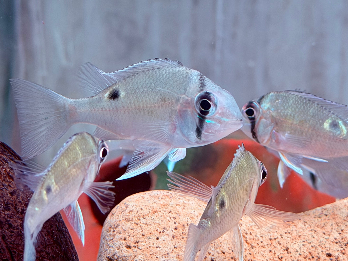Schwanzstreifenbuntbarsch Biotodoma cupido 4-6 cm