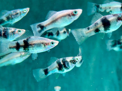 Schwarz Marmor Schwertträger Xiphophorus helleri