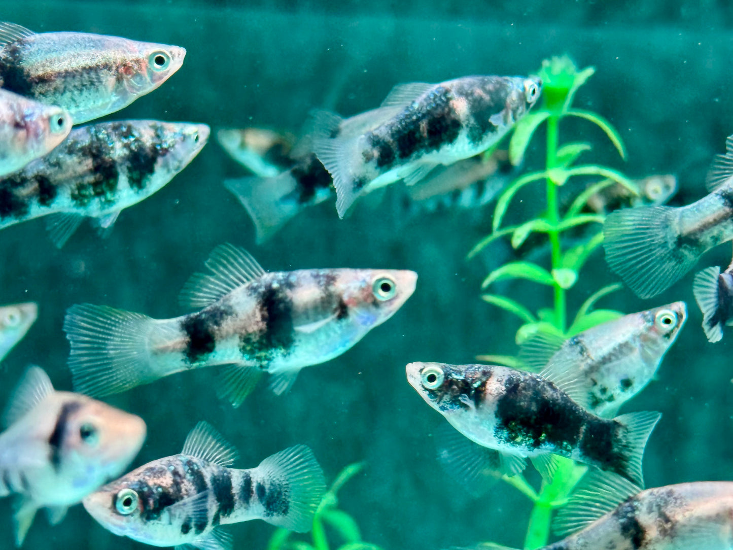 Schwarz Marmor Schwertträger Xiphophorus helleri