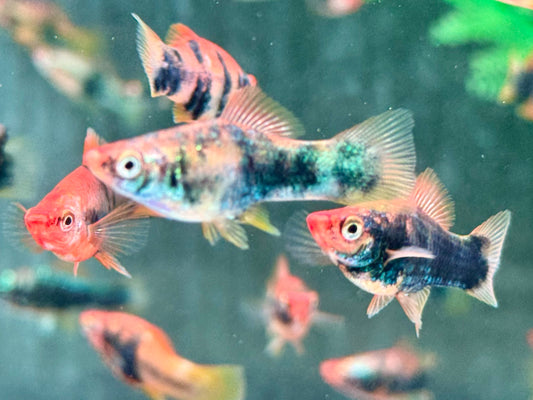 Schwarz Rot Tiger Schwertträger Xiphophorus helleri