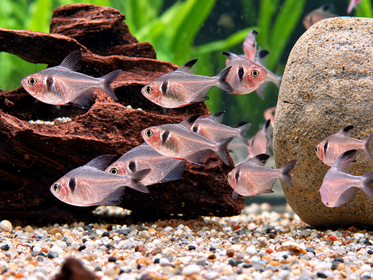 Schwarze Phantomsalmler Hyphessobrycon megalopterus