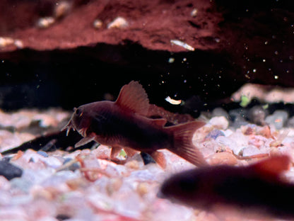 Schwarzer Metallpanzerwels Corydoras aeneus black
