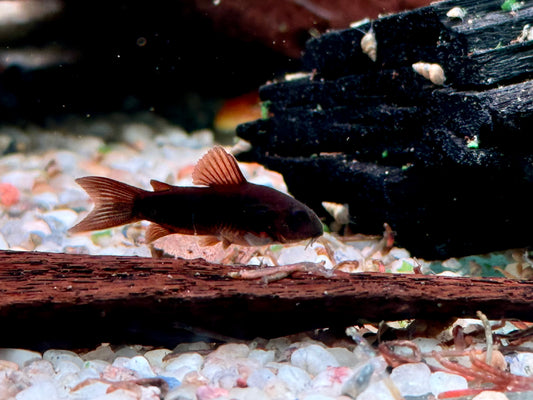 Schwarzer Metallpanzerwels Corydoras aeneus black