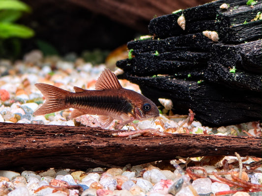 Schwarzer Metallpanzerwels Corydoras aeneus black