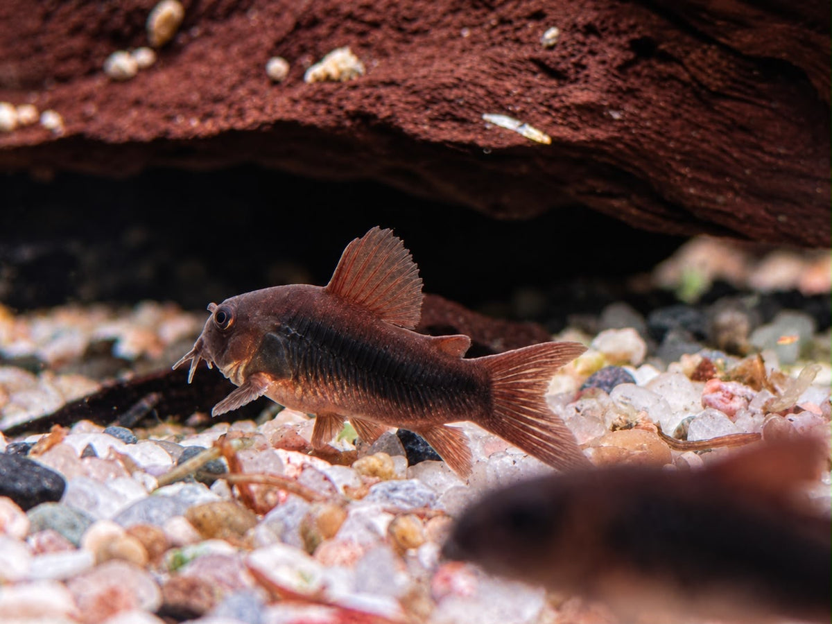 Schwarzer Metallpanzerwels Corydoras aeneus black