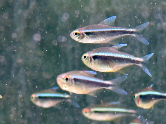 Schwarzer Neon Hyphessobrycon herbertaxelrodi