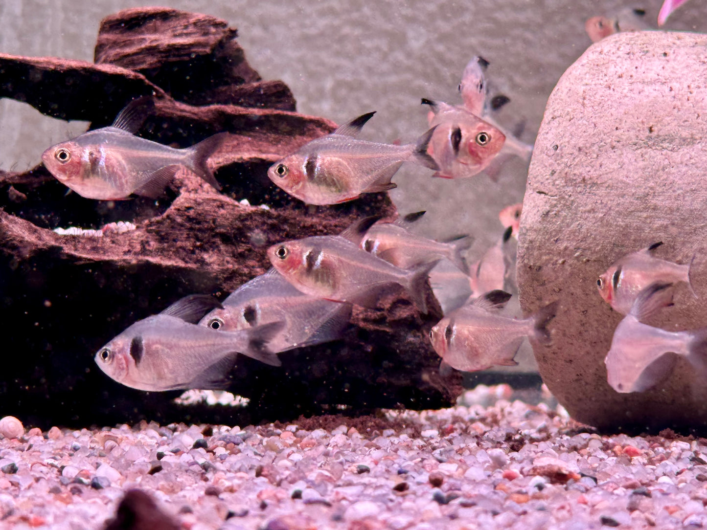 Schwarze Phantomsalmler Hyphessobrycon megalopterus