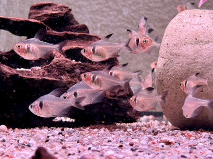 Schwarze Phantomsalmler Hyphessobrycon megalopterus