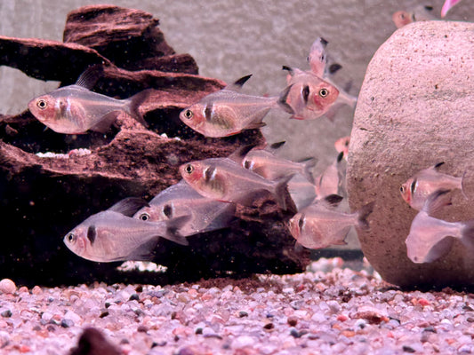 Schwarze Phantomsalmler Hyphessobrycon megalopterus