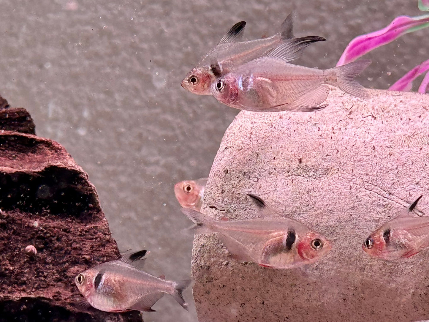 Schwarze Phantomsalmler Hyphessobrycon megalopterus