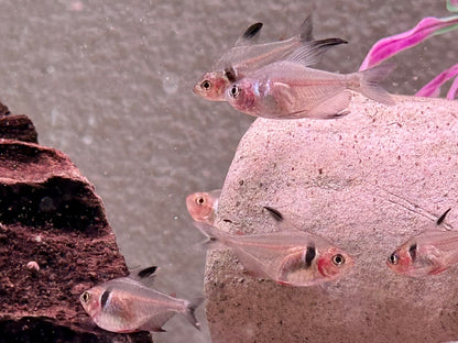 Schwarze Phantomsalmler Hyphessobrycon megalopterus