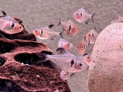 Schwarze Phantomsalmler Hyphessobrycon megalopterus