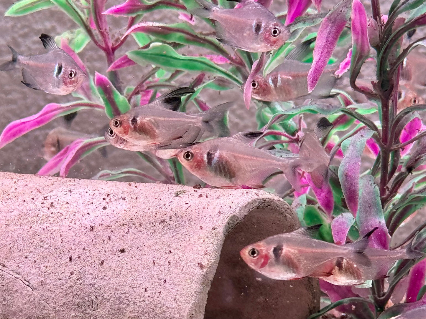 Schwarze Phantomsalmler Hyphessobrycon megalopterus