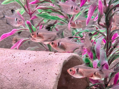 Schwarze Phantomsalmler Hyphessobrycon megalopterus