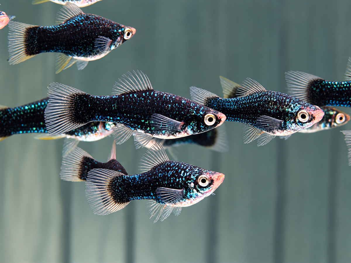 Schwarzer Schwertträger – Xiphophorus hellerii Black