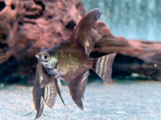 Schwarzer Skalar Pterophyllum scalare black