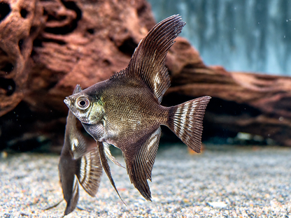 Schwarzer Skalar Pterophyllum scalare black