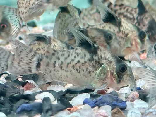 Schwarzflossen Panzerwels Corydoras leucomelas 3-3,5 cm