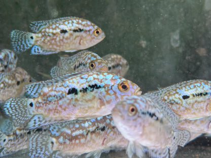 Schwarzgebänderter Buntbarsch Blue Dempsey Rocio octofasciata