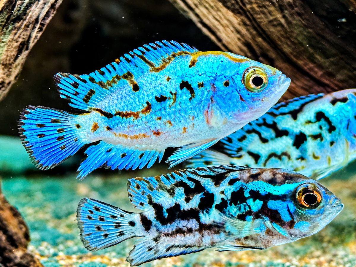 Schwarzgebänderter Buntbarsch Blue Dempsey Rocio octofasciata