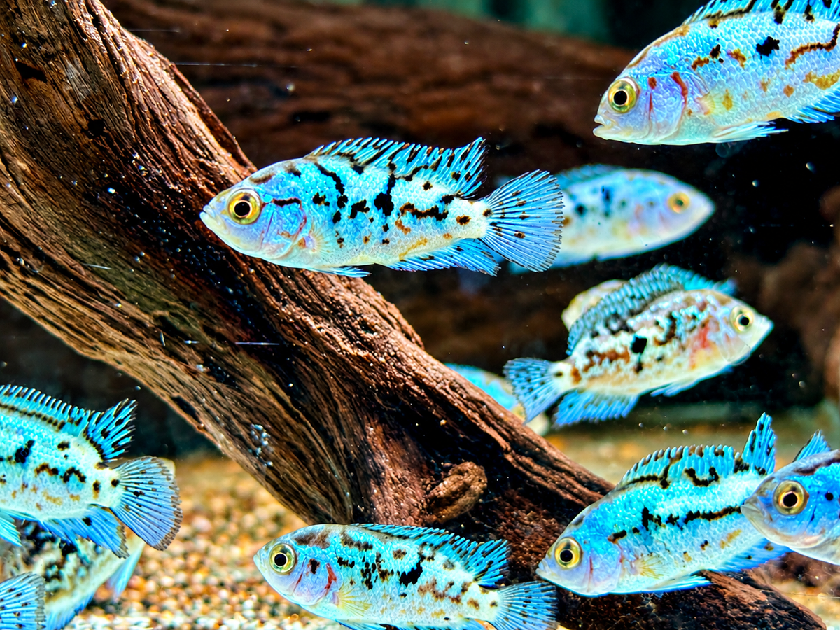 Schwarzgebänderter Buntbarsch Blue Dempsey Rocio octofasciata