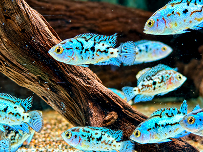 Schwarzgebänderter Buntbarsch Blue Dempsey Rocio octofasciata
