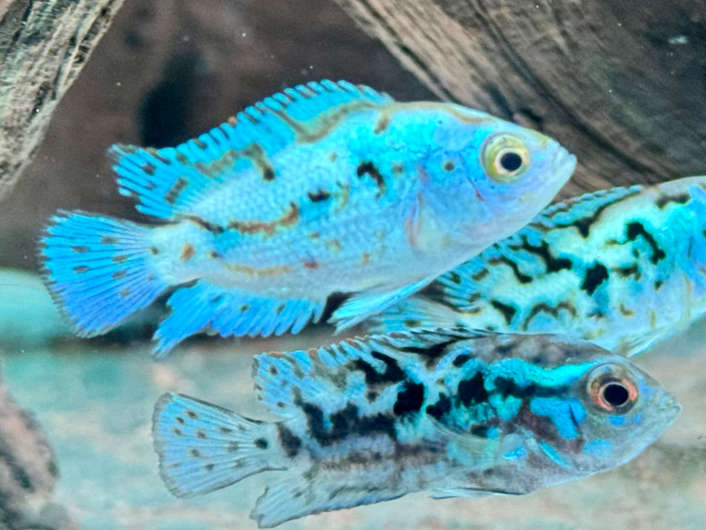 Schwarzgebänderter Buntbarsch Blue Dempsey Rocio octofasciata