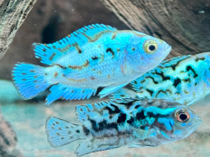 Schwarzgebänderter Buntbarsch Blue Dempsey Rocio octofasciata