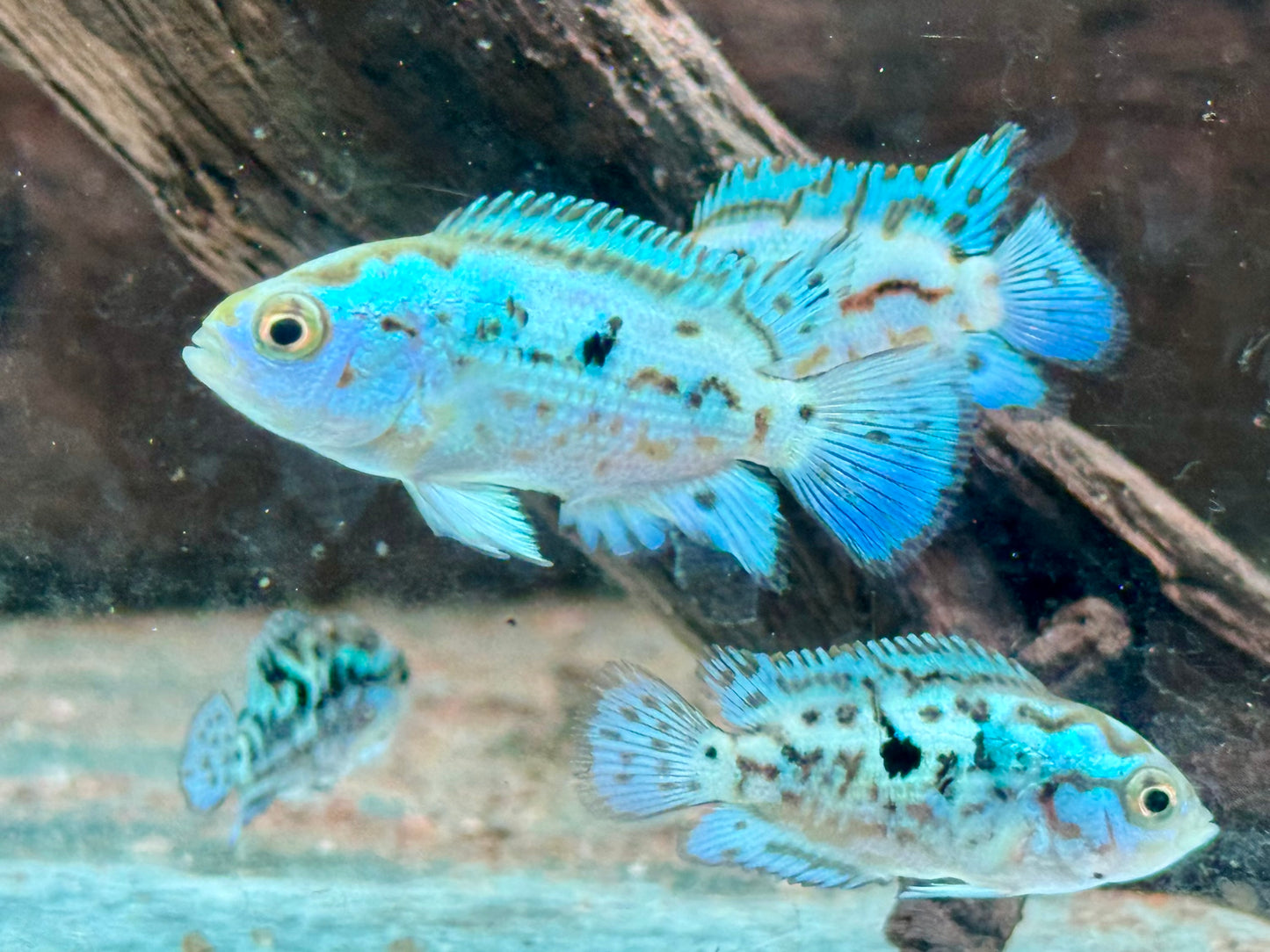 Schwarzgebänderter Buntbarsch Blue Dempsey Rocio octofasciata