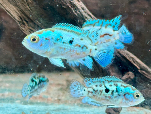 Schwarzgebänderter Buntbarsch Blue Dempsey Rocio octofasciata