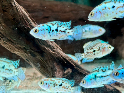 Schwarzgebänderter Buntbarsch Blue Dempsey Rocio octofasciata