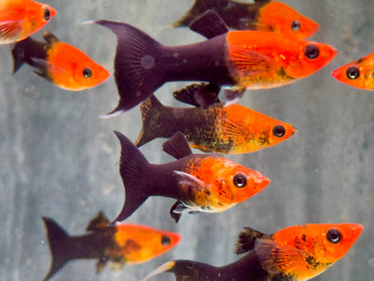 Schwarzgoldener Lyra Molly Poecilia sphenops