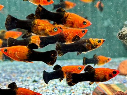 Schwarzgoldener Molly Poecilia sphenops