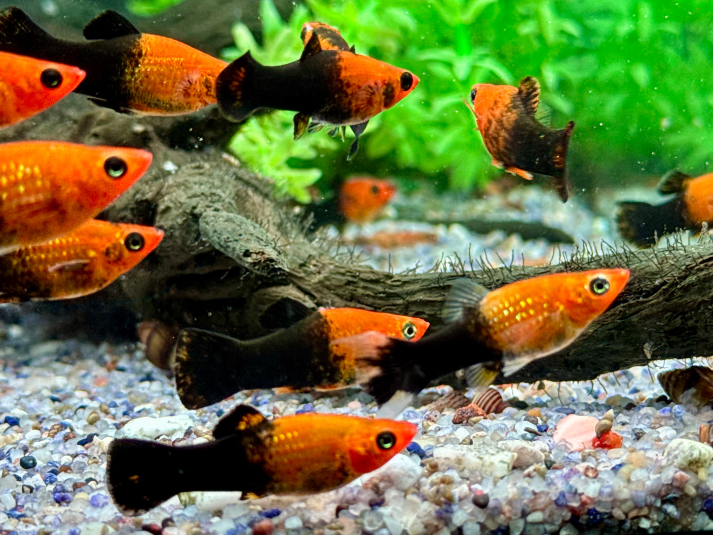 Schwarzgoldener Molly Poecilia sphenops