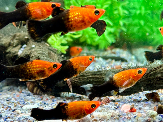 Schwarzgoldener Molly Poecilia sphenops