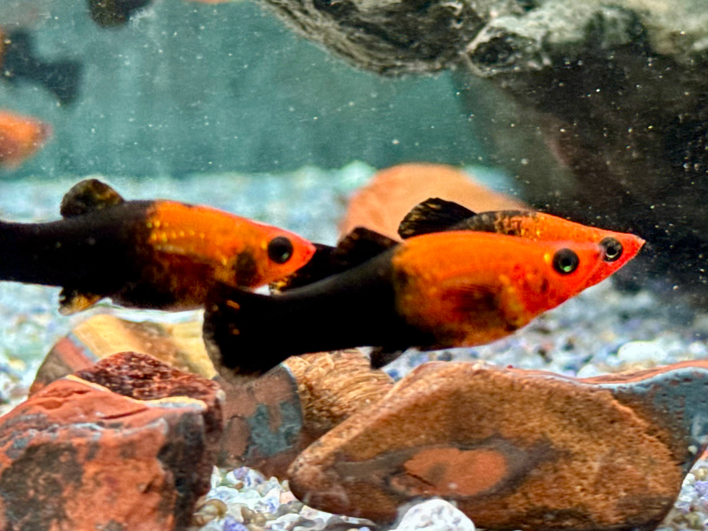 Schwarzgoldener Molly Poecilia sphenops