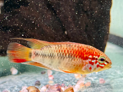 Schwarzkehl Zwergbuntbarsch Apistogramma viejita