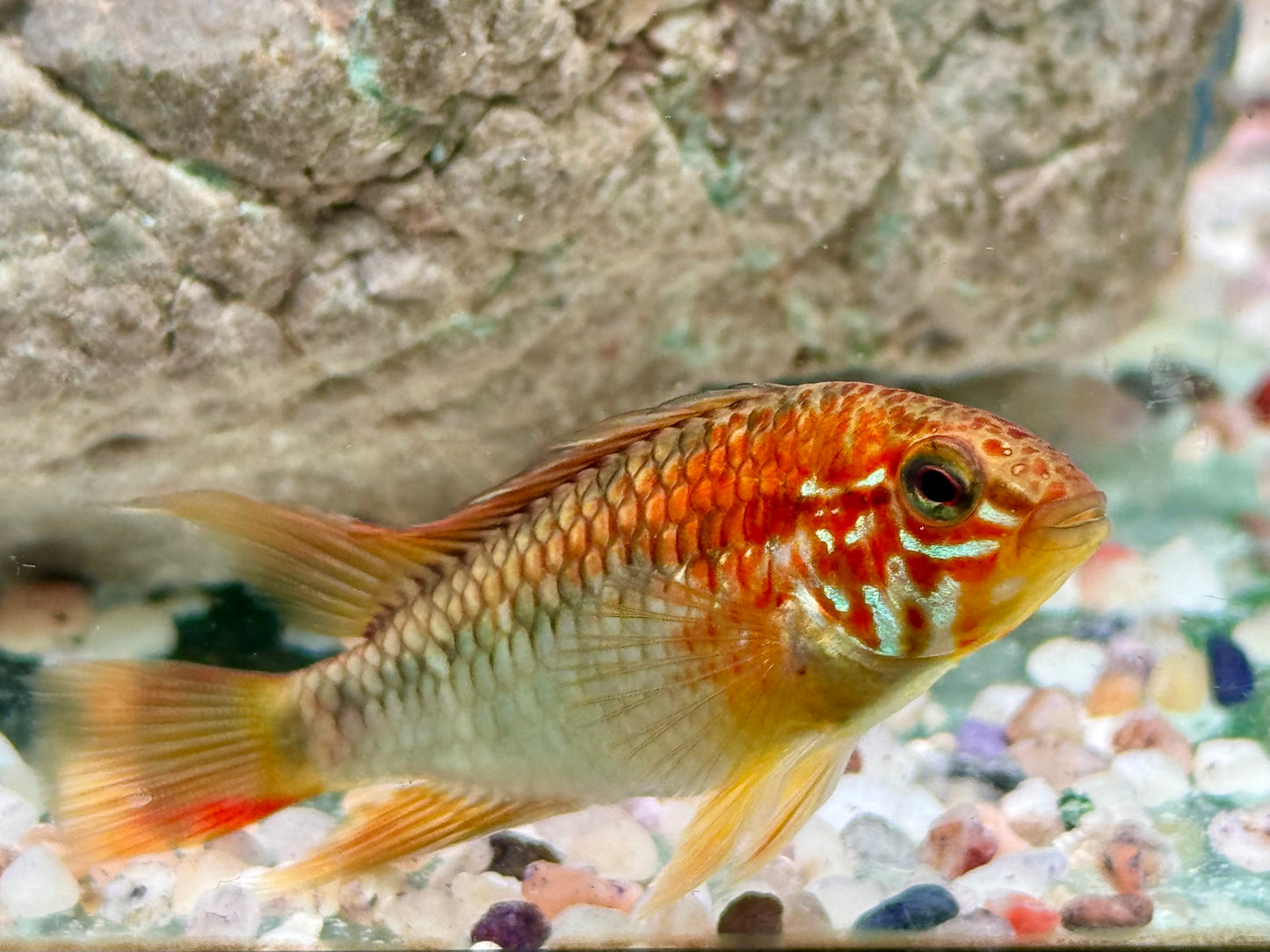 Schwarzkehl Zwergbuntbarsch Apistogramma viejita