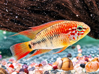 Schwarzkehl Zwergbuntbarsch Apistogramma viejita