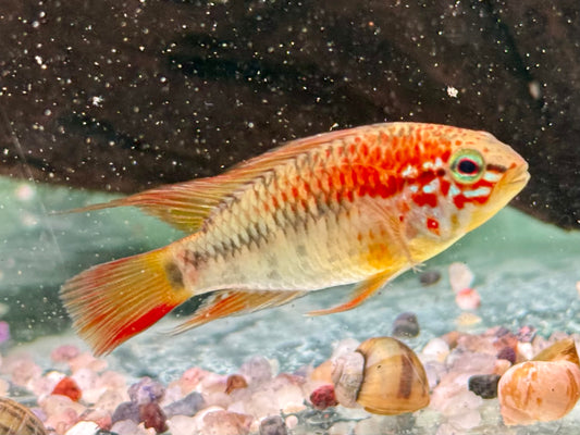Schwarzkehl Zwergbuntbarsch Apistogramma viejita