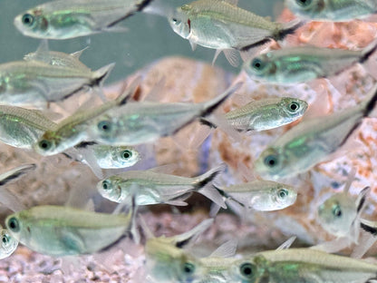 Schwarzliniensalmler Signalstreifensalmler Moenkhausia costae