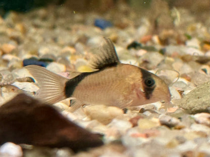 Schwarzrücken Panzerwels  Corydoras metae