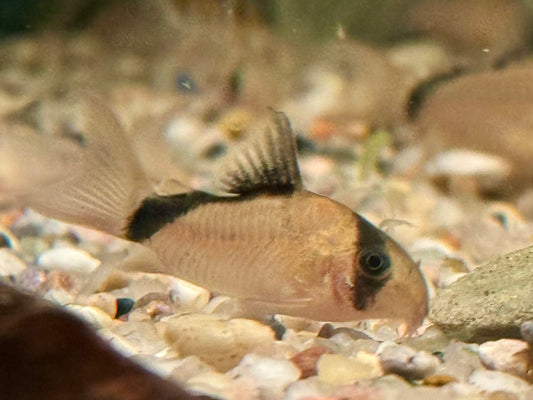 Schwarzrücken Panzerwels  Corydoras metae