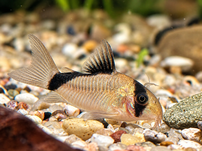 Schwarzrücken Panzerwels  Corydoras metae