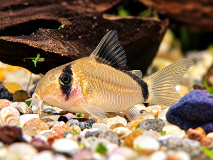 Schwarzrücken Panzerwels  Corydoras metae