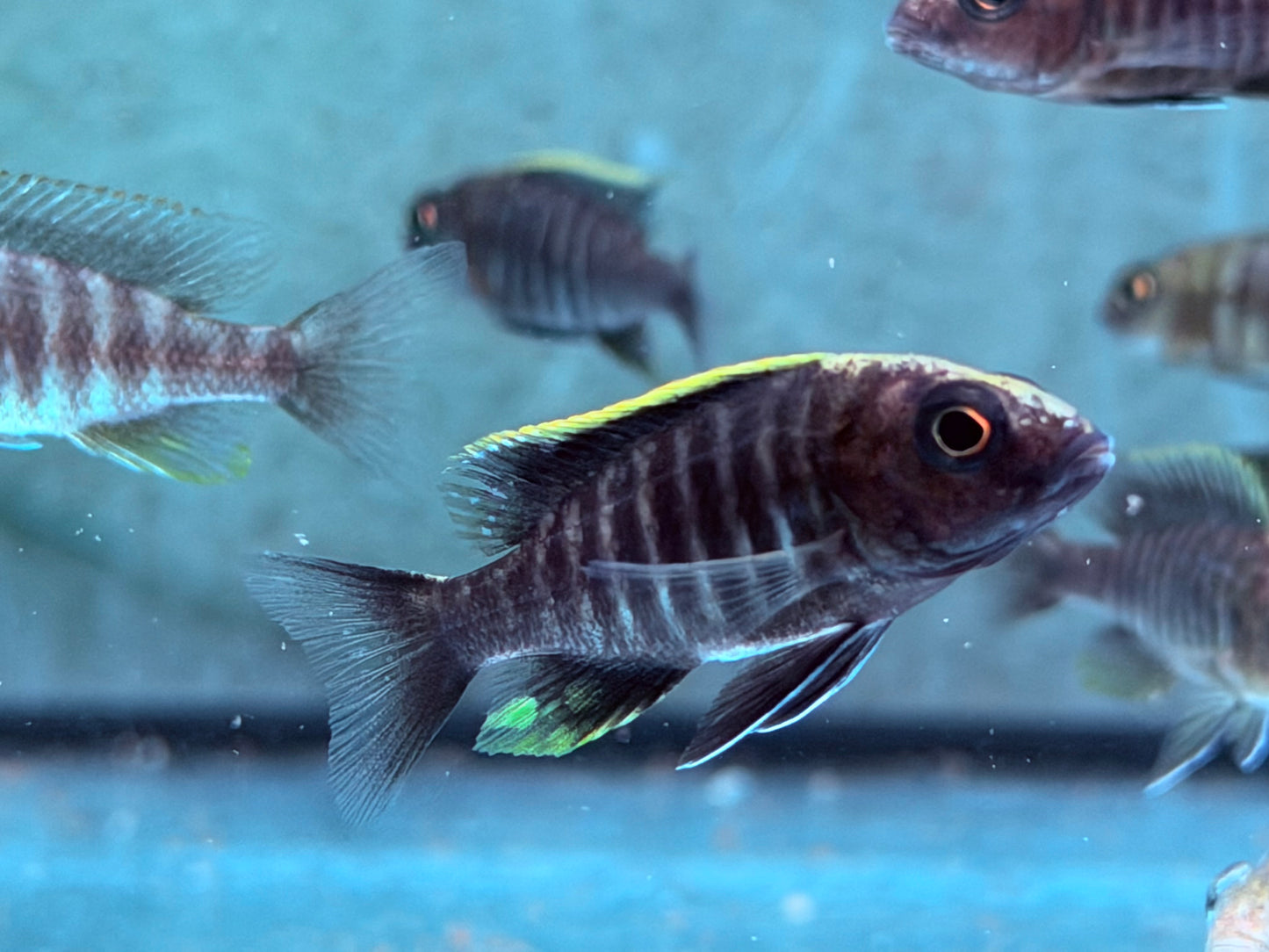 Schwefelkopf Kaiserbuntbarsch Aulonocara maylandi ca. 6 cm