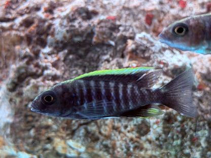 Schwefelkopf Kaiserbuntbarsch Aulonocara maylandi ca. 6 cm