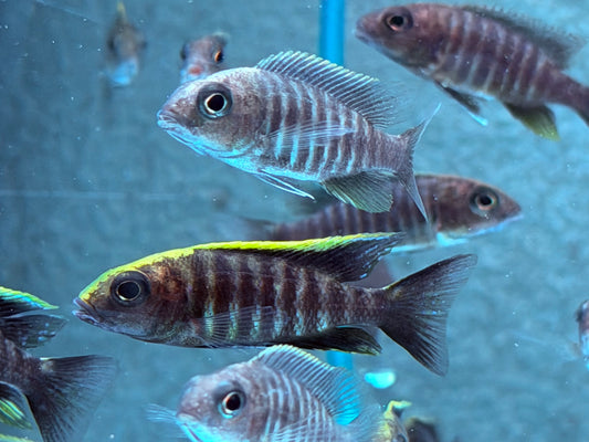 Schwefelkopf Kaiserbuntbarsch Aulonocara maylandi ca. 6 cm