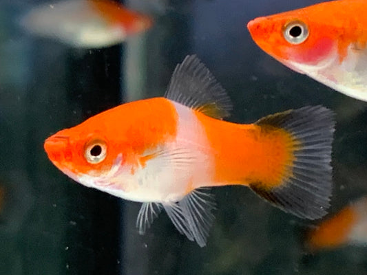 Schwertträger Koi Kohaku Wagtail Xiphophorus helleri